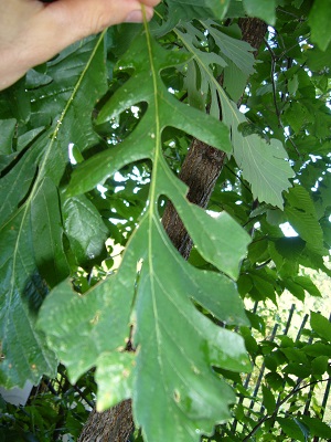 quercus x Saulii (alba x prinus)